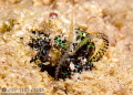   Bobtail Squid Euprymna berryi burying itself sand. sand  